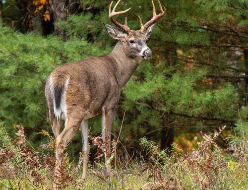 The Whitetail Addict’s Dictionary